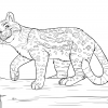 ocelot